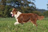BERGER AUSTRALIEN 451